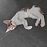 animal, cat, cute, domestic_animal, ears, feline, floor, indoor, looking, lying_down, mammal, paw, pet, pink_paw, relaxed, small_animal, tabby_fur, tile, whiskers, white_fur