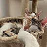 animal, cat, cat_hammock, close_up, companion, cozy, cuddle, cute, ears, feline, fur, indoor, nap, paw, pet, relaxed, resting, sleeping, soft, whiskers