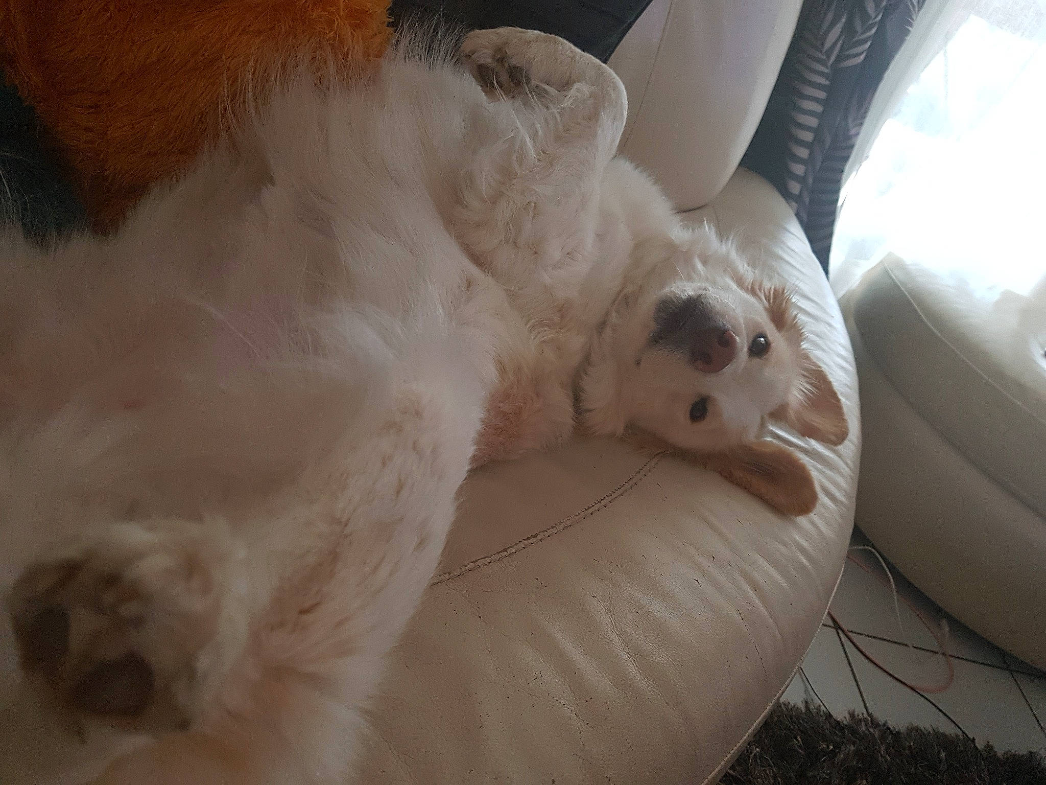 Laiya participe au concours pour gagner de l'argent avec cette photo : canidae, carnivore, comfort, companion_dog, dog, dog_breed, fawn, felidae, foot, fur, nap, paw, small_to_medium_sized_cats, snout, sporting_group, tail, terrestrial_animal, whiskers