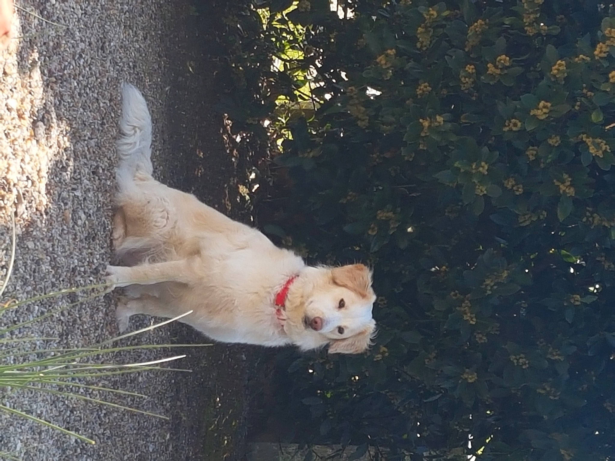 Laiya participe au concours pour gagner de l'argent avec cette photo : canidae, carnivore, collar, companion_dog, dog, dog_breed, dog_collar, fawn, fur, grass, non_sporting_group, plant, retriever, sporting_group, tail, tracking_trial, tree, trunk, whiskers
