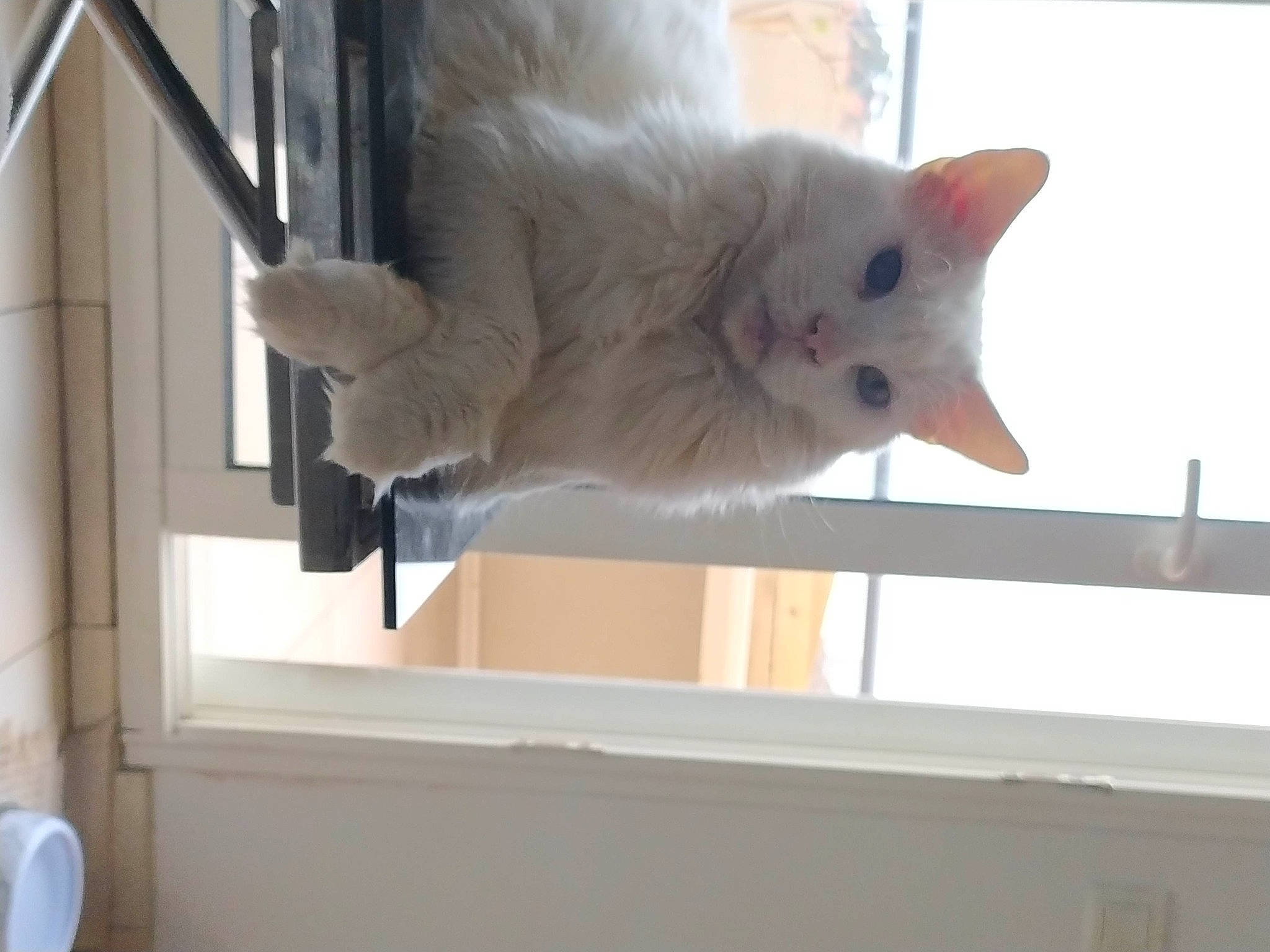 Hyman participe au concours pour gagner de l'argent avec cette photo : carnivore, cat, domestic_short_haired_cat, fawn, felidae, fur, hardwood, paw, room, small_to_medium_sized_cats, snout, tail, whiskers, window, wood