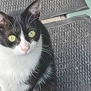 Utopie participe au concours pour gagner de l'argent avec cette photo : black_fur, carpet, cat, close_up, curious, domestic_animal, ears, feline, green_eyes, indoor, mat, paws, pet, pink_nose, portrait, sitting, staring, tuxedo_cat, whiskers, white_fur