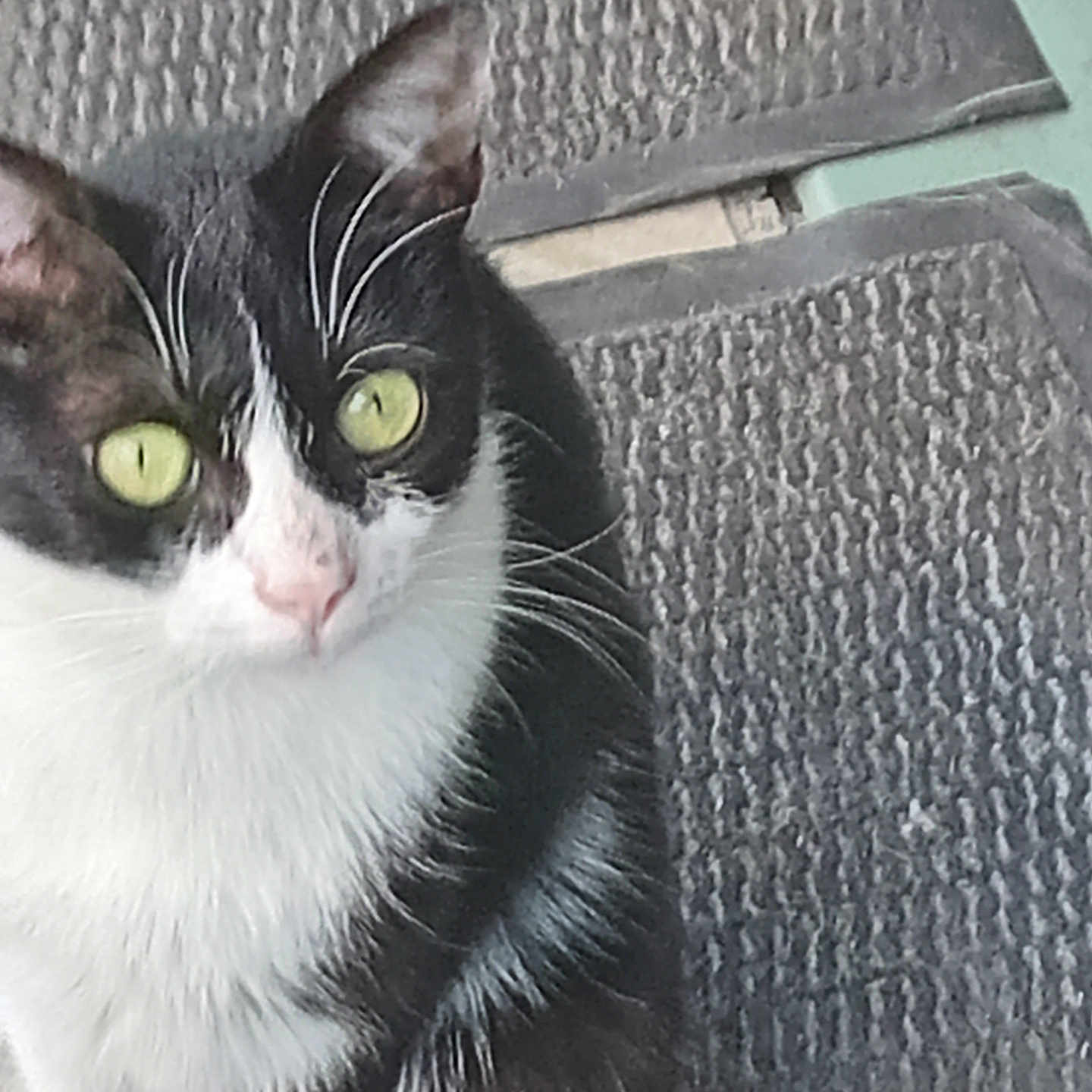 Utopie participe au concours pour gagner de l'argent avec cette photo : black_fur, carpet, cat, close_up, curious, domestic_animal, ears, feline, green_eyes, indoor, mat, paws, pet, pink_nose, portrait, sitting, staring, tuxedo_cat, whiskers, white_fur