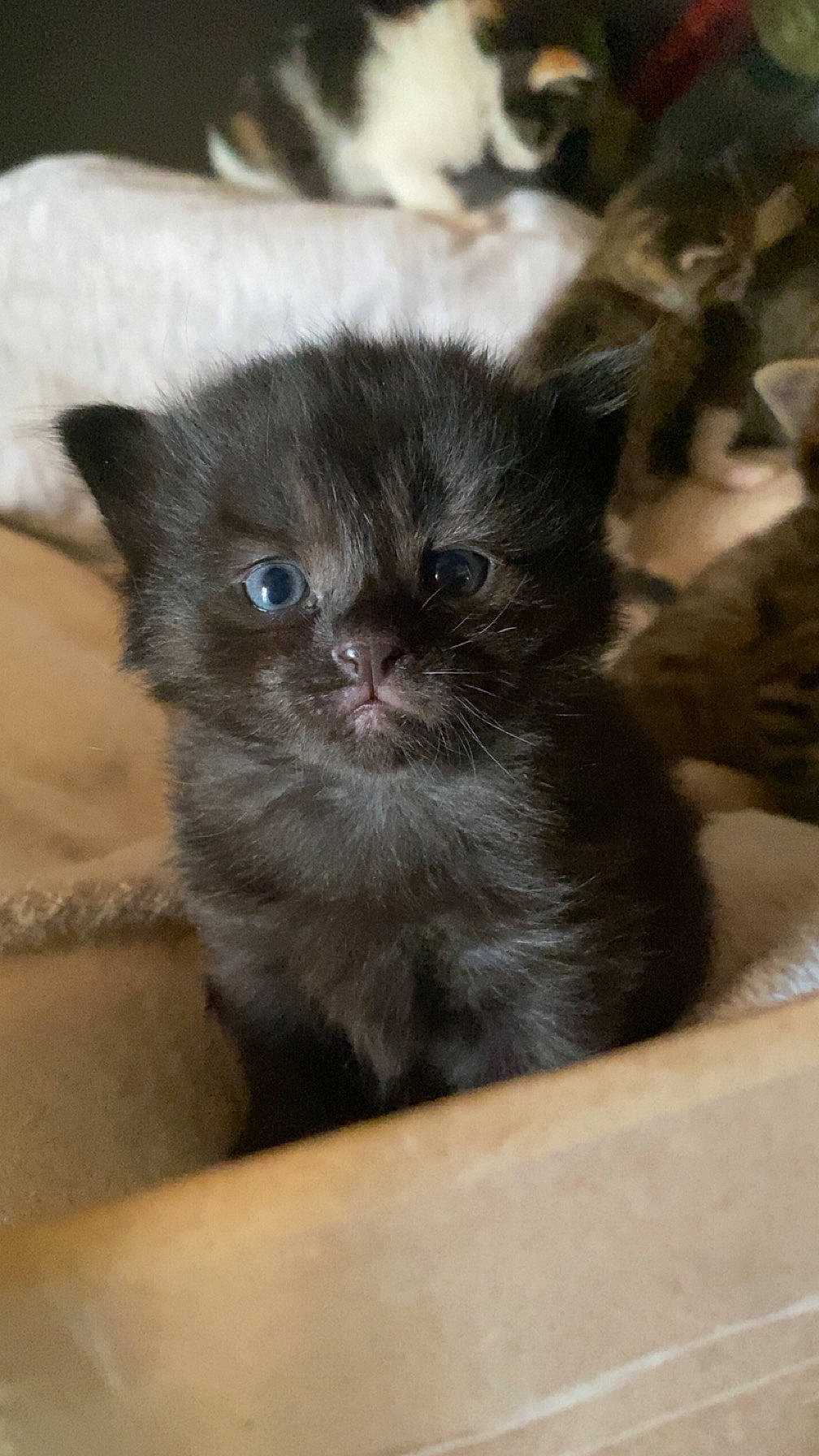 Calinou participe au concours pour gagner de l'argent avec cette photo : carnivore, cat, domestic_short_haired_cat, eye, fawn, felidae, fur, small_to_medium_sized_cats, snout, terrestrial_animal, whiskers