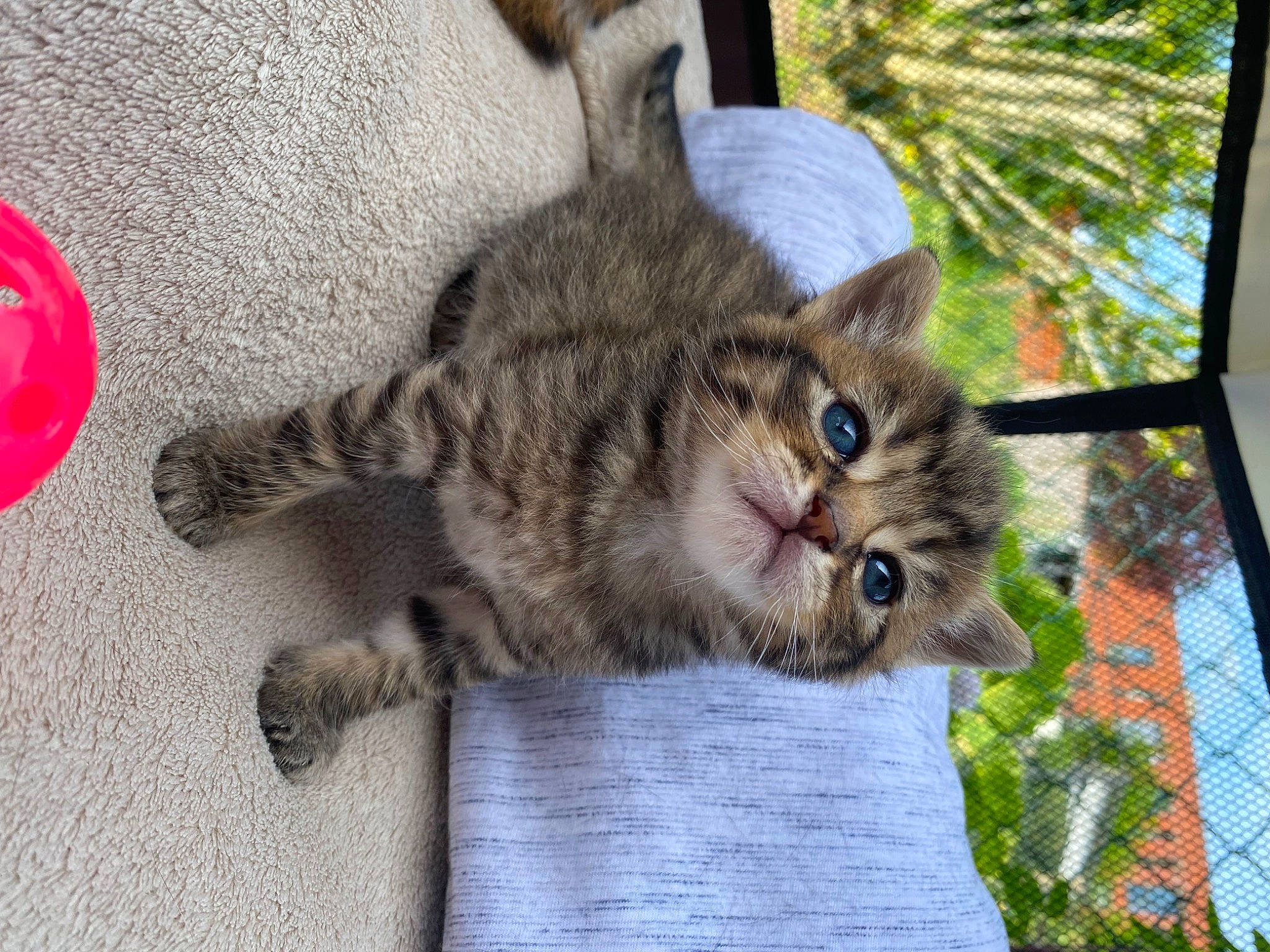 Garfield participe au concours pour gagner de l'argent avec cette photo : animal_shelter, carnivore, cat, claw, domestic_short_haired_cat, felidae, fur, mesh, paw, plant, small_to_medium_sized_cats, snout, tail, terrestrial_animal, tree, whiskers