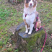 Aska participe au concours pour gagner de l'argent avec cette photo : dog, australian_shepherd, tree_stump, leash, harness, grass, leaves, outdoor, nature, moss, canine, pet, animal, fur, sitting, brown, white, black, road, trees
