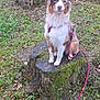 dog, australian_shepherd, tree_stump, leash, harness, grass, leaves, outdoor, nature, moss, canine, pet, animal, fur, sitting, brown, white, black, road, trees