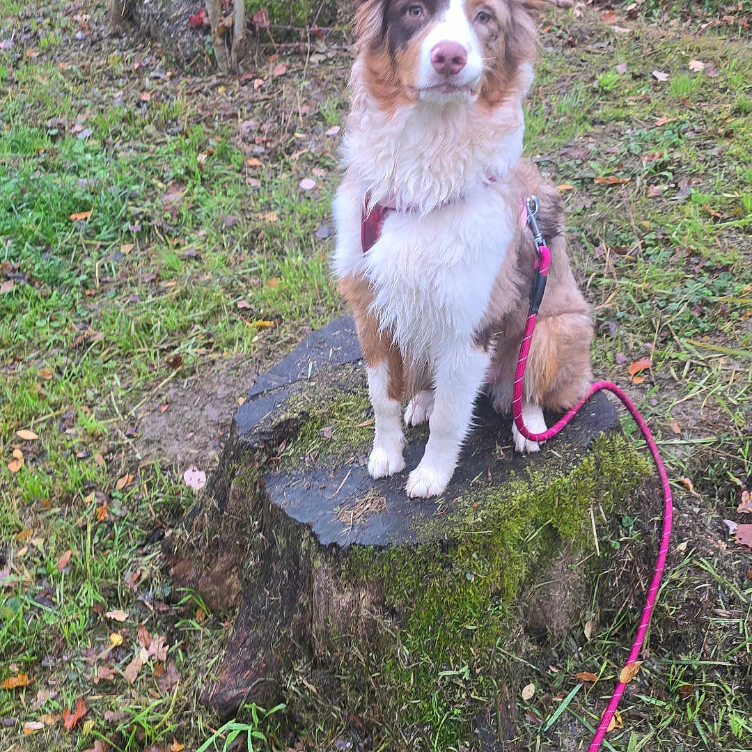 Aska participe au concours pour gagner de l'argent avec cette photo : animal, australian_shepherd, black, brown, canine, dog, fur, grass, harness, leash, leaves, moss, nature, outdoor, pet, road, sitting, tree_stump, trees, white
