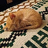 kitten, sleeping, cat, ginger, fur, cute, animal, pet, cozy, resting, curled_up, indoor, patterned_rug, soft, small, adorable, peaceful, young, feline, quiet