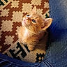 Caramel joined the competition — help win amazing prizes! kitten, cat, orange_cat, blue_eyes, looking_up, cute, pet, animal, fur, indoor, carpet, patterned_rug, denim, jeans, legs, small, young, domestic_animal, whiskers, ears