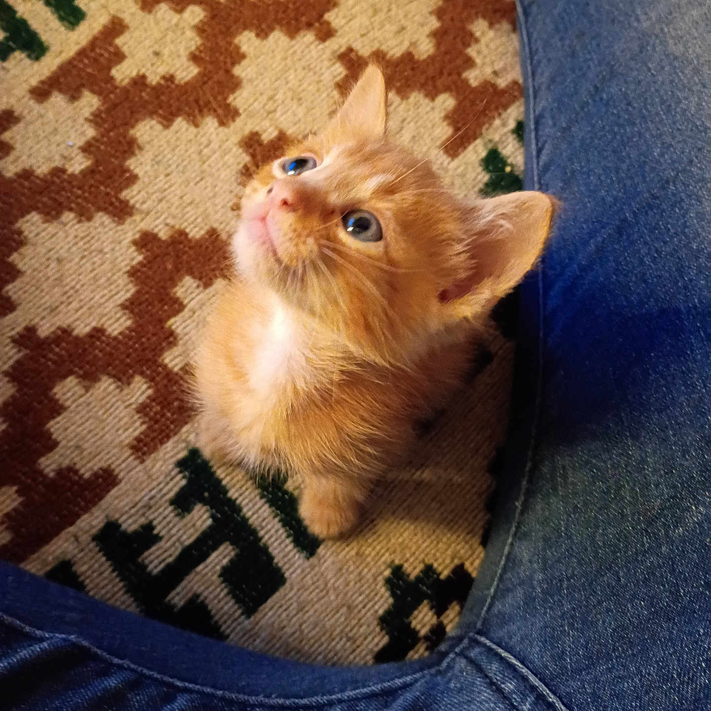 Caramel joined the competition — help win amazing prizes! kitten, cat, orange_cat, blue_eyes, looking_up, cute, pet, animal, fur, indoor, carpet, patterned_rug, denim, jeans, legs, small, young, domestic_animal, whiskers, ears
