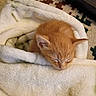 Caramel is registered to the contest to win money with this photo: kitten, cat, sleeping, blanket, cozy, orange_fur, fur, pet, animal, indoor, resting, cute, small, soft, warm, comfort, patterned_rug, peaceful, young, domestic_cat