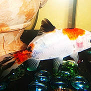 Mauricette participe au concours pour gagner de l'argent avec cette photo :