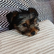 Bella a rejoint le concours — aidez-le/la à gagner de superbes lots ! dog, yorkshire_terrier, puppy, small_dog, pet, animal, long_hair, black_and_tan, brown_fur, black_fur, glossy_eyes, nose, lying_down, blanket, bed, bedding, textured_fabric, zigzag_pattern, indoors, portrait