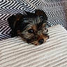 animal, bed, bedding, black_and_tan, black_fur, blanket, brown_fur, dog, glossy_eyes, indoors, long_hair, lying_down, nose, pet, portrait, puppy, small_dog, textured_fabric, yorkshire_terrier, zigzag_pattern
