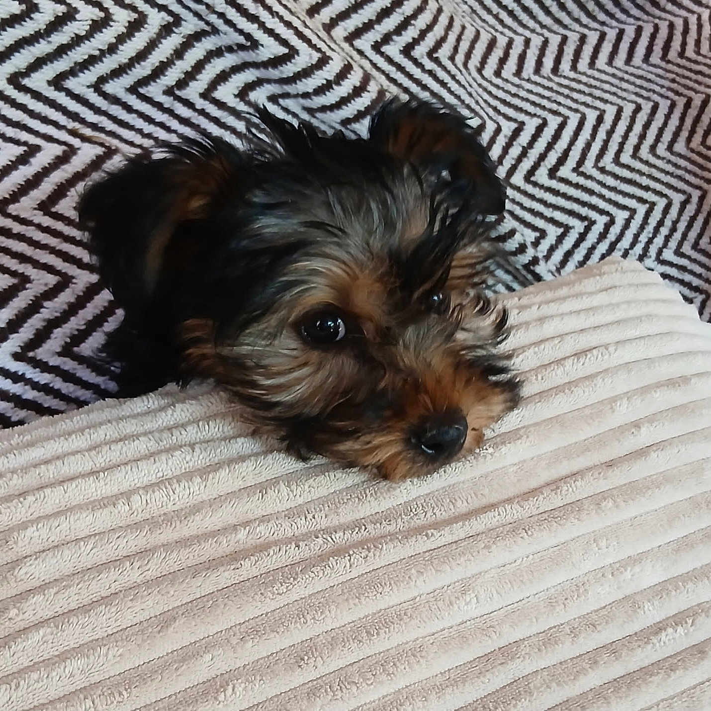 Bella