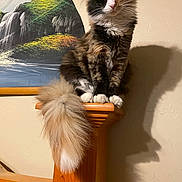 Obi is registered to the contest to win money with this photo: cat, fluffy_tail, wooden_post, indoor, poster, waterfall, shadow, wall, fur, pet, animal, calico, sitting, curious, ears, whiskers, paws, home, feline, domestic