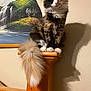 cat, fluffy_tail, wooden_post, indoor, poster, waterfall, shadow, wall, fur, pet, animal, calico, sitting, curious, ears, whiskers, paws, home, feline, domestic