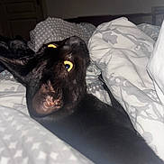 Shadow participe au concours pour gagner de l'argent avec cette photo : animal, bed, black_cat, blanket, cat, closeup, comfort, cozy, curious, domestic_animal, ears, feline, indoor, nighttime, pet, resting, sleeping_area, soft_lighting, whiskers, yellow_eyes