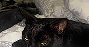 Shadow participe au concours pour gagner de l'argent avec cette photo : animal, bed, black_cat, blanket, cat, closeup, comfort, cozy, cute, domestic_cat, feline, fur, home, indoor, pet, relaxed, resting, sleepy, soft, yellow_eyes