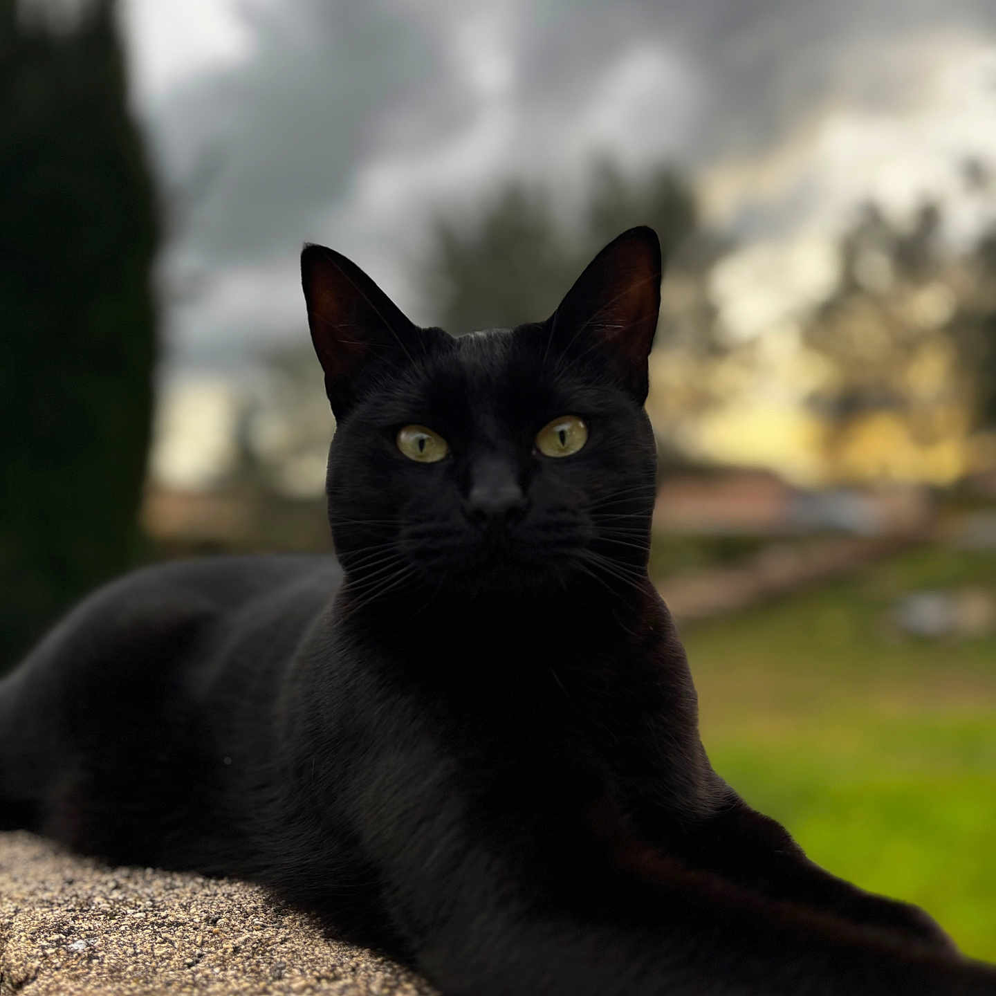 Shadow participe au concours pour gagner de l'argent avec cette photo : black_cat, animal, pet, feline, outdoor, nature, portrait, yellow_eyes, stone_surface, relaxed, lying_down, blurred_background, greenery, cloudy_sky, calm, mysterious, close_up, wildlife, cute, domestic_animal