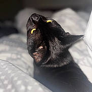 Shadow a rejoint le concours — aidez-le/la à gagner de superbes lots ! black_cat, cat, pet, animal, feline, yellow_eyes, looking_up, bed, blanket, cozy, indoor, fur, soft, close_up, portrait, domestic_animal, resting, cute, sleepy, warm