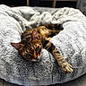 Shadow participe au concours pour gagner de l'argent avec cette photo : cat, tabby_cat, pet_bed, plush, cozy, indoor, flooring, wood_floor, relaxed, stretching, fur, animal, cute, sleepy, paw, closeup, home, comfort, feline, resting
