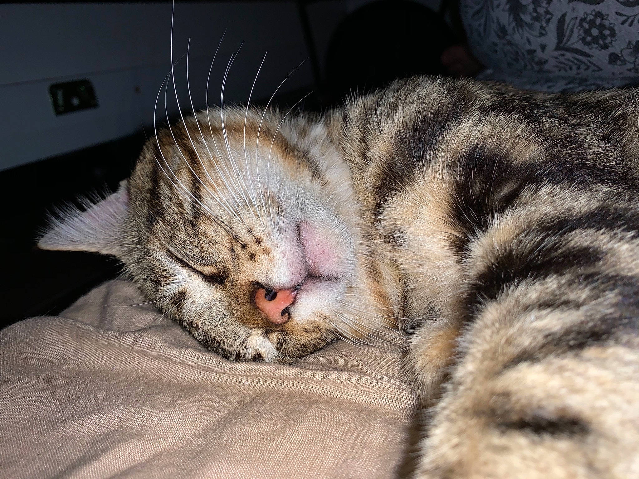 Guili a rejoint le concours — aidez-le/la à gagner de superbes lots ! bored, carnivore, cat, claw, comfort, domestic_short_haired_cat, felidae, fur, nap, paw, sleep, small_to_medium_sized_cats, snout, terrestrial_animal, whiskers