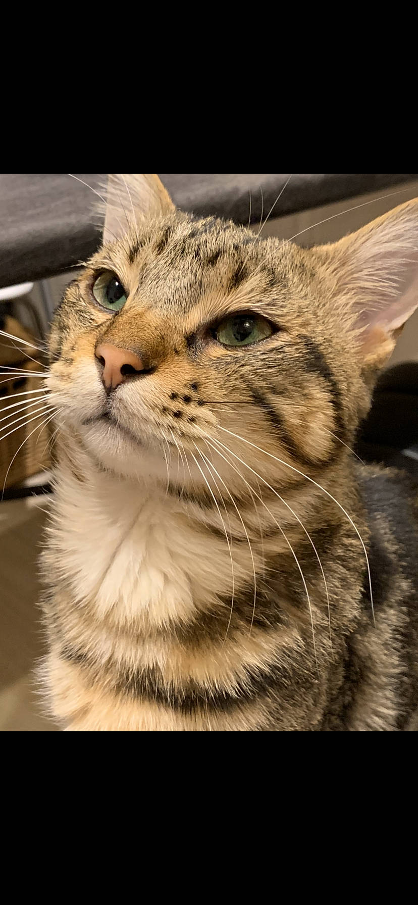 Guili participe au concours pour gagner de l'argent avec cette photo : carnivore, cat, close_up, domestic_short_haired_cat, fawn, felidae, fur, grass, monochrome_photography, paw, sand, small_to_medium_sized_cats, snout, terrestrial_animal, tree, whiskers, wildlife, window