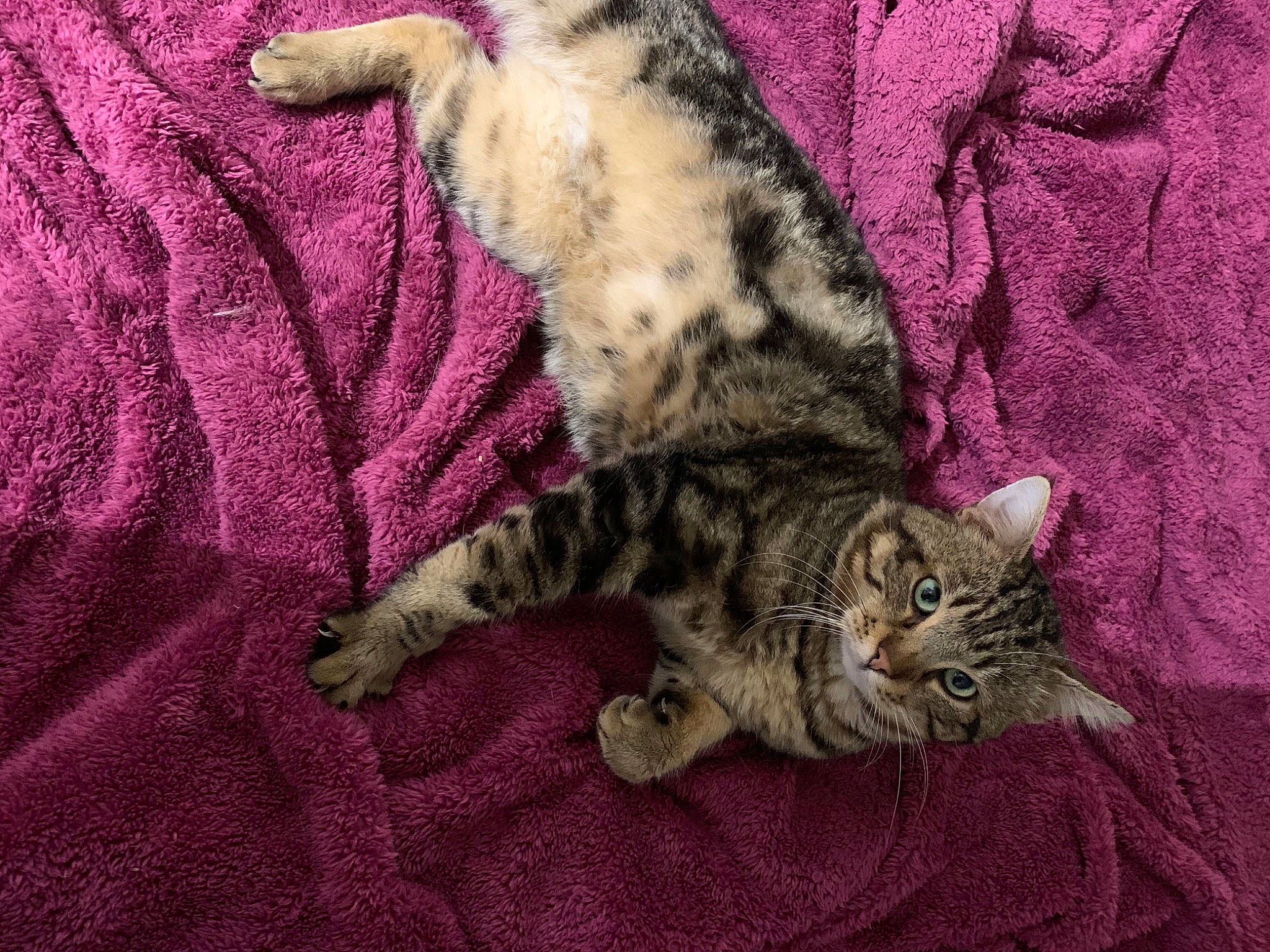 Guili a rejoint le concours — aidez-le/la à gagner de superbes lots ! carnivore, cat, claw, comfort, domestic_short_haired_cat, felidae, fur, magenta, nap, pattern, paw, pink, purple, small_to_medium_sized_cats, snout, tail, terrestrial_animal, textile, whiskers, woven_fabric