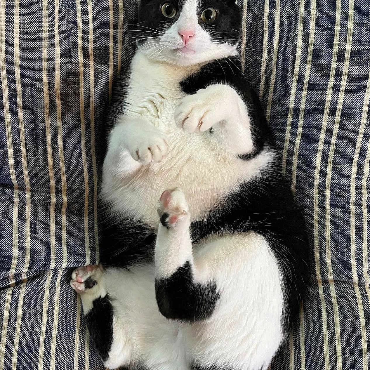 Balvin participe au concours pour gagner de l'argent avec cette photo : animal, black_and_white, cat, couch, cute, domestic, ears, fabric, feline, fur, indoor, lying_down, paws, pet, playful, relaxed, soft, striped, whiskers, wide_eyes