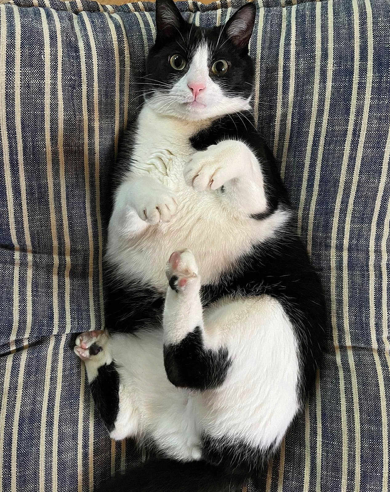 Balvin participe au concours pour gagner de l'argent avec cette photo : cat, black_and_white, pet, animal, feline, lying_down, paws, striped, fabric, couch, indoor, fur, whiskers, ears, cute, wide_eyes, relaxed, soft, playful, domestic