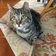 Bucky Barnes is registered to the contest to win money with this photo: animal, carpet, cat, closeup, collar, curious, domestic, ears, feline, floor, home, indoor, looking, pet, rug, sitting, tabby, whiskers, wide_eyes, wooden_floor