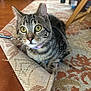 animal, carpet, cat, closeup, collar, curious, domestic, ears, feline, floor, home, indoor, looking, pet, rug, sitting, tabby, whiskers, wide_eyes, wooden_floor