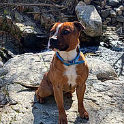 Van Helsing participe au concours pour gagner de l'argent avec cette photo : dog, canine, brown_dog, blue_collar, outdoor, rock, stream, water, nature, sunlight, shadow, animal, pet, sitting, portrait, daylight, forest, rocks, wild, scenic