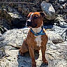 dog, canine, brown_dog, blue_collar, outdoor, rock, stream, water, nature, sunlight, shadow, animal, pet, sitting, portrait, daylight, forest, rocks, wild, scenic