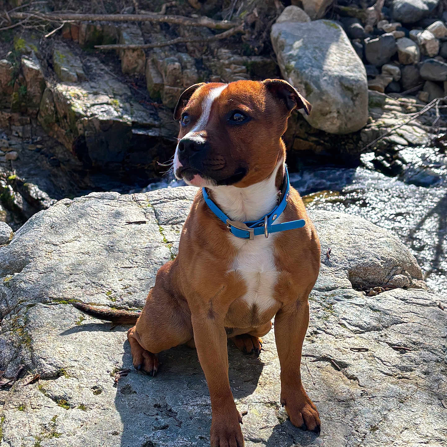 Van Helsing participe au concours pour gagner de l'argent avec cette photo : dog, canine, brown_dog, blue_collar, outdoor, rock, stream, water, nature, sunlight, shadow, animal, pet, sitting, portrait, daylight, forest, rocks, wild, scenic