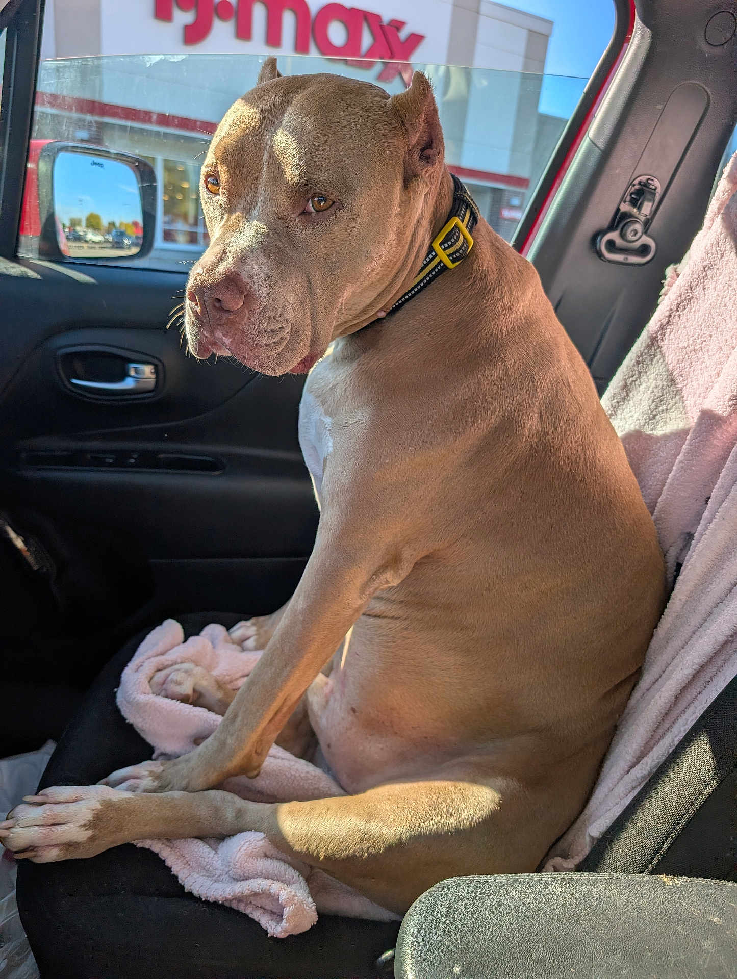 Mikey is registered to the contest to win money with this photo: dog, car_seat, blanket, collar, window, side_mirror, storefront, tj_maxx, sunlight, tan_fur, pet, vehicle_interior, door_handle, reflection, seatbelt, leather, resting, looking, domestic_animal, companion