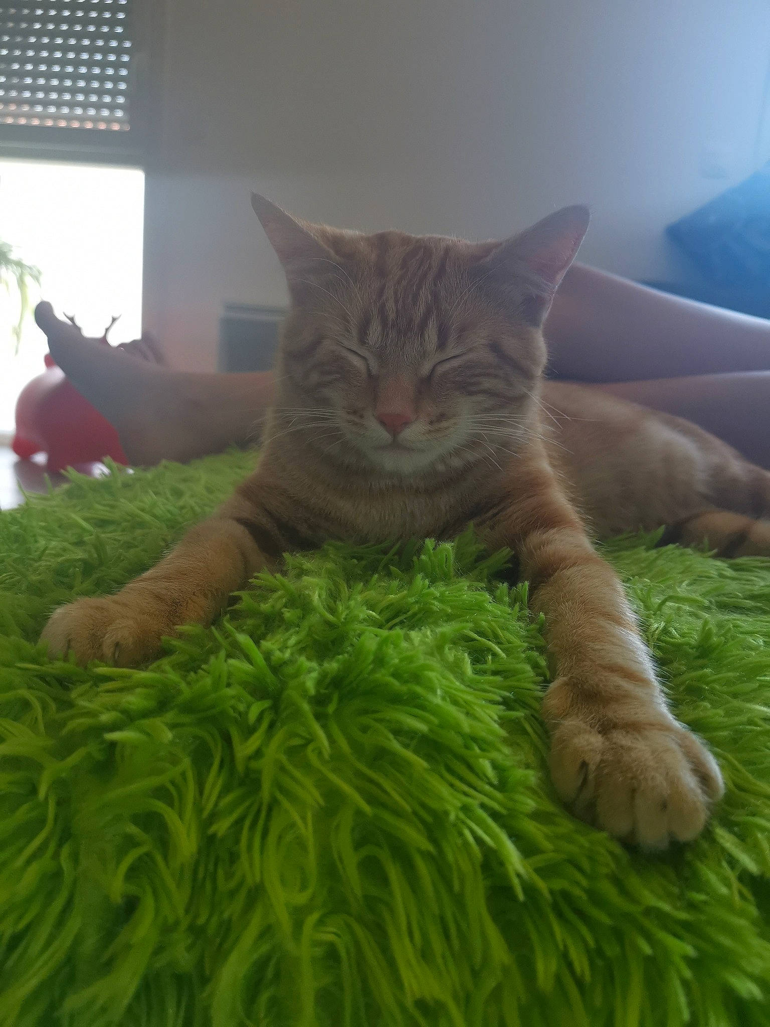 Groot a rejoint le concours — aidez-le/la à gagner de superbes lots ! bed, carnivore, cat, comfort, domestic_short_haired_cat, fawn, felidae, foot, fur, grass, linens, mammal, paw, small_to_medium_sized_cats, tail, terrestrial_animal, tree, vertebrate, whiskers, window