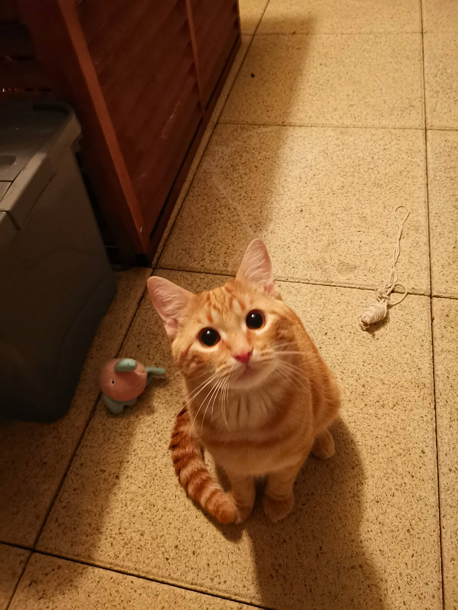 Groot a rejoint le concours — aidez-le/la à gagner de superbes lots ! cabinetry, carnivore, cat, eye, fawn, felidae, floor, flooring, fur, hardwood, head, human_leg, paw, road_surface, small_to_medium_sized_cats, snout, tail, whiskers, wood, wood_stain