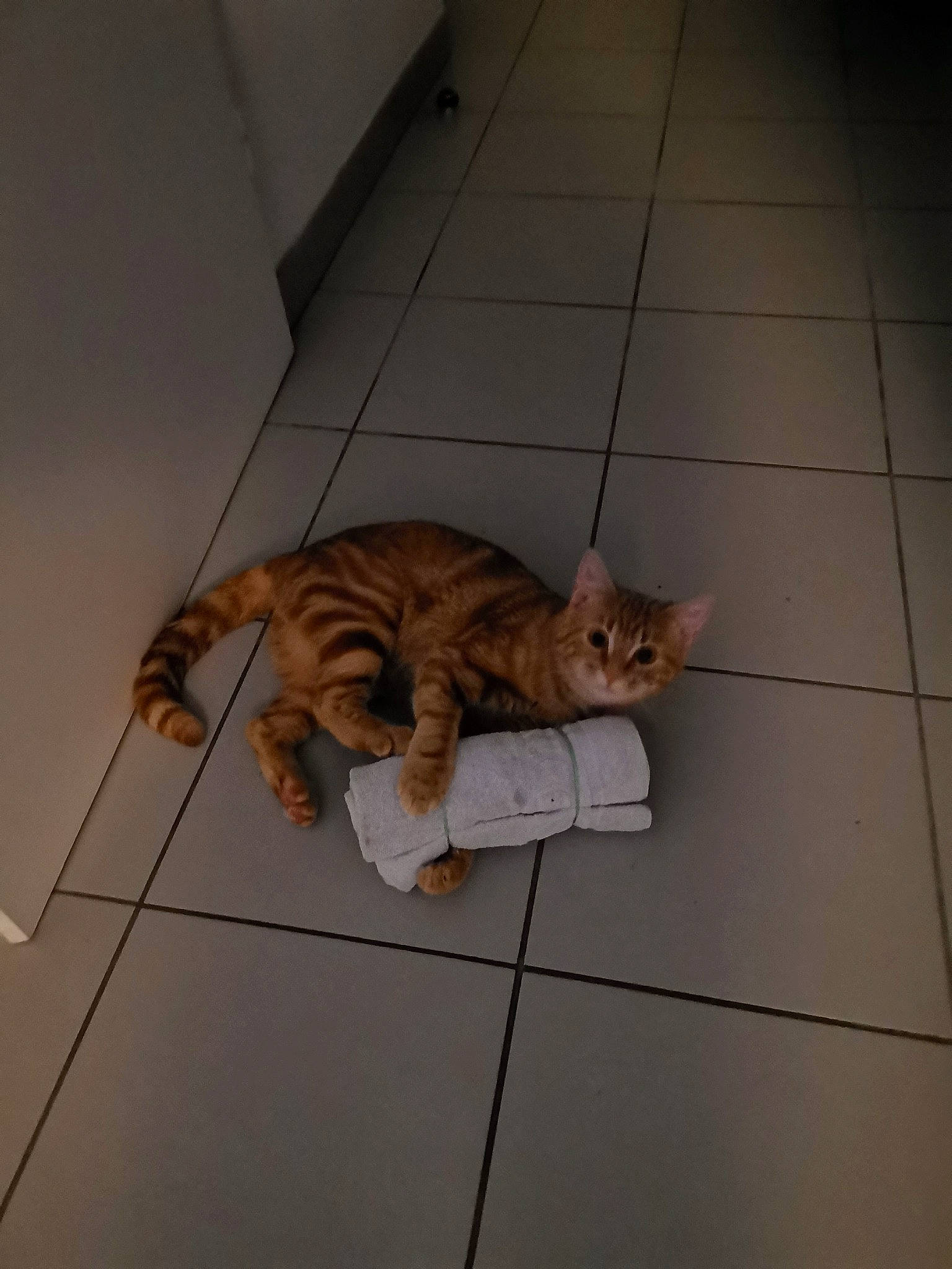 Groot participe au concours pour gagner de l'argent avec cette photo : carnivore, cat, claw, domestic_short_haired_cat, fawn, felidae, floor, flooring, fur, hardwood, paw, room, small_to_medium_sized_cats, tail, terrestrial_animal, tile, tile_flooring, whiskers, wood, wood_flooring