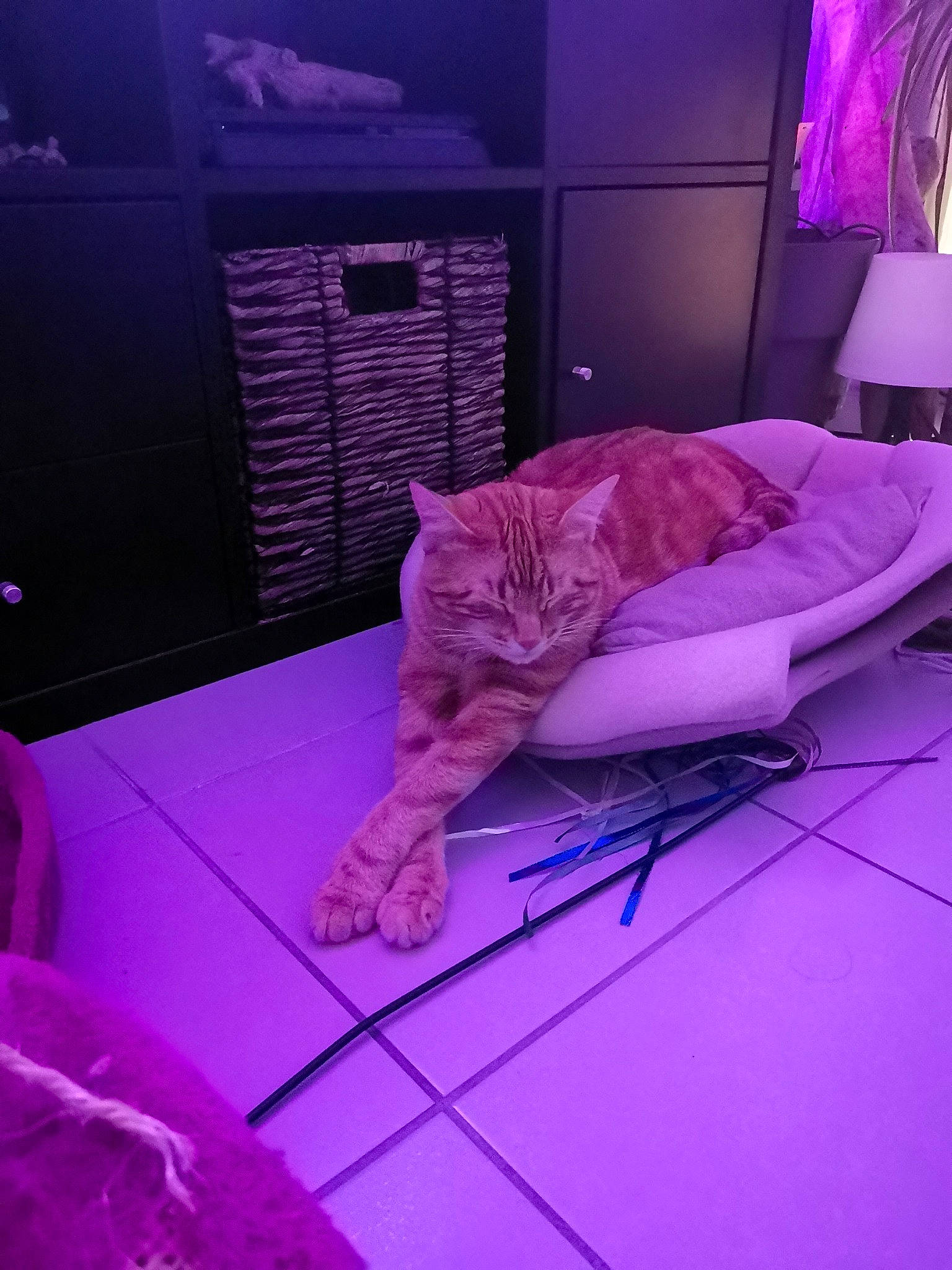 Groot a rejoint le concours — aidez-le/la à gagner de superbes lots ! bed, carnivore, cat, cloud, comfort, domestic_short_haired_cat, felidae, floor, flooring, fur, interior_design, lighting, linens, magenta, pink, purple, room, small_to_medium_sized_cats, violet, whiskers