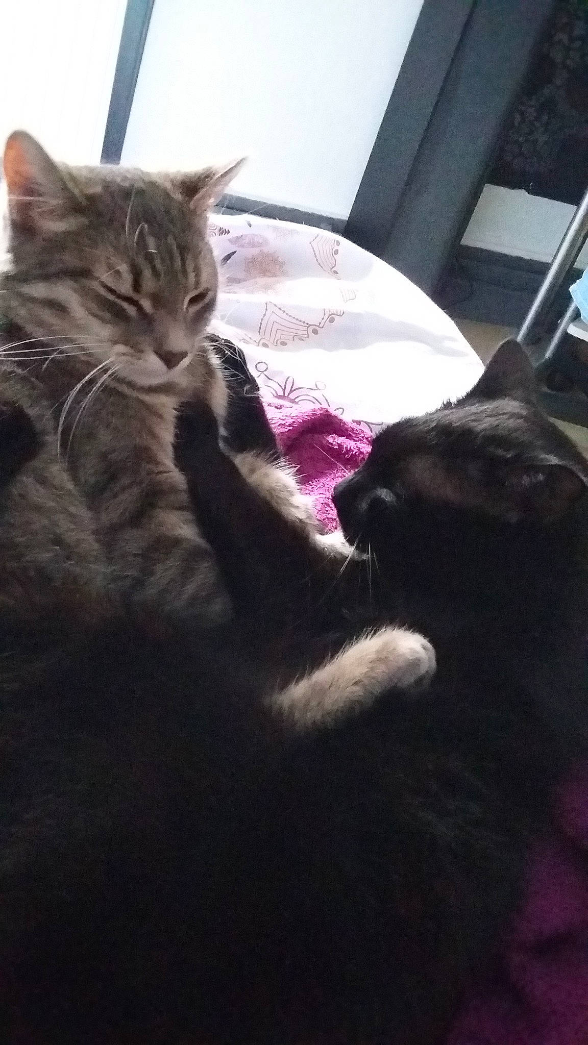 émile participe au concours pour gagner de l'argent avec cette photo : american_shorthair, asian, black_cat, carnivore, cat, domestic_short_haired_cat, ear, european_shorthair, felidae, fur, kitten, polydactyl_cat, sky, small_to_medium_sized_cats, tabby_cat, whiskers