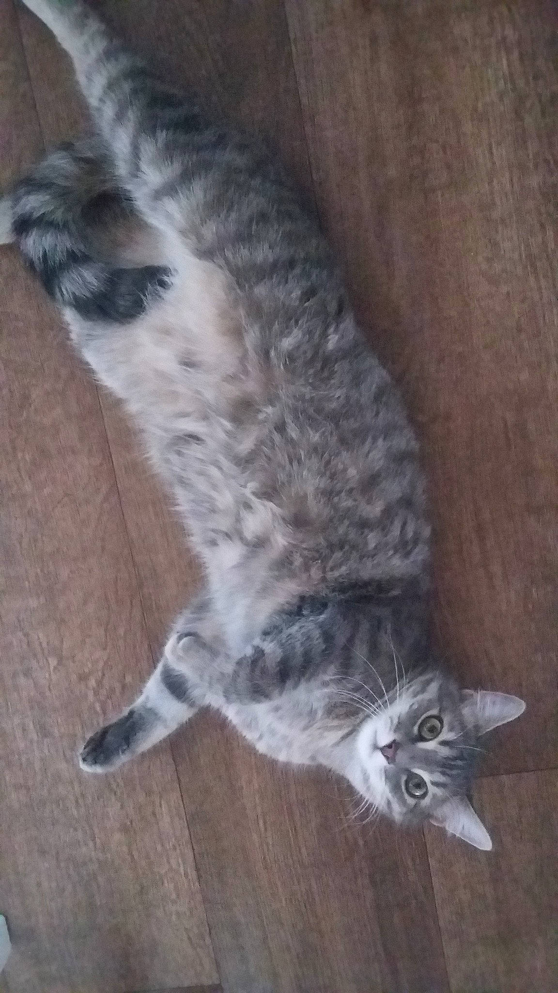 émile a rejoint le concours — aidez-le/la à gagner de superbes lots ! british_shorthair, carnivore, cat, domestic_short_haired_cat, egyptian_mau, european_shorthair, felidae, kitten, maine_coon, mammal, norwegian_forest_cat, small_to_medium_sized_cats, tabby_cat, tail, vertebrate, whiskers