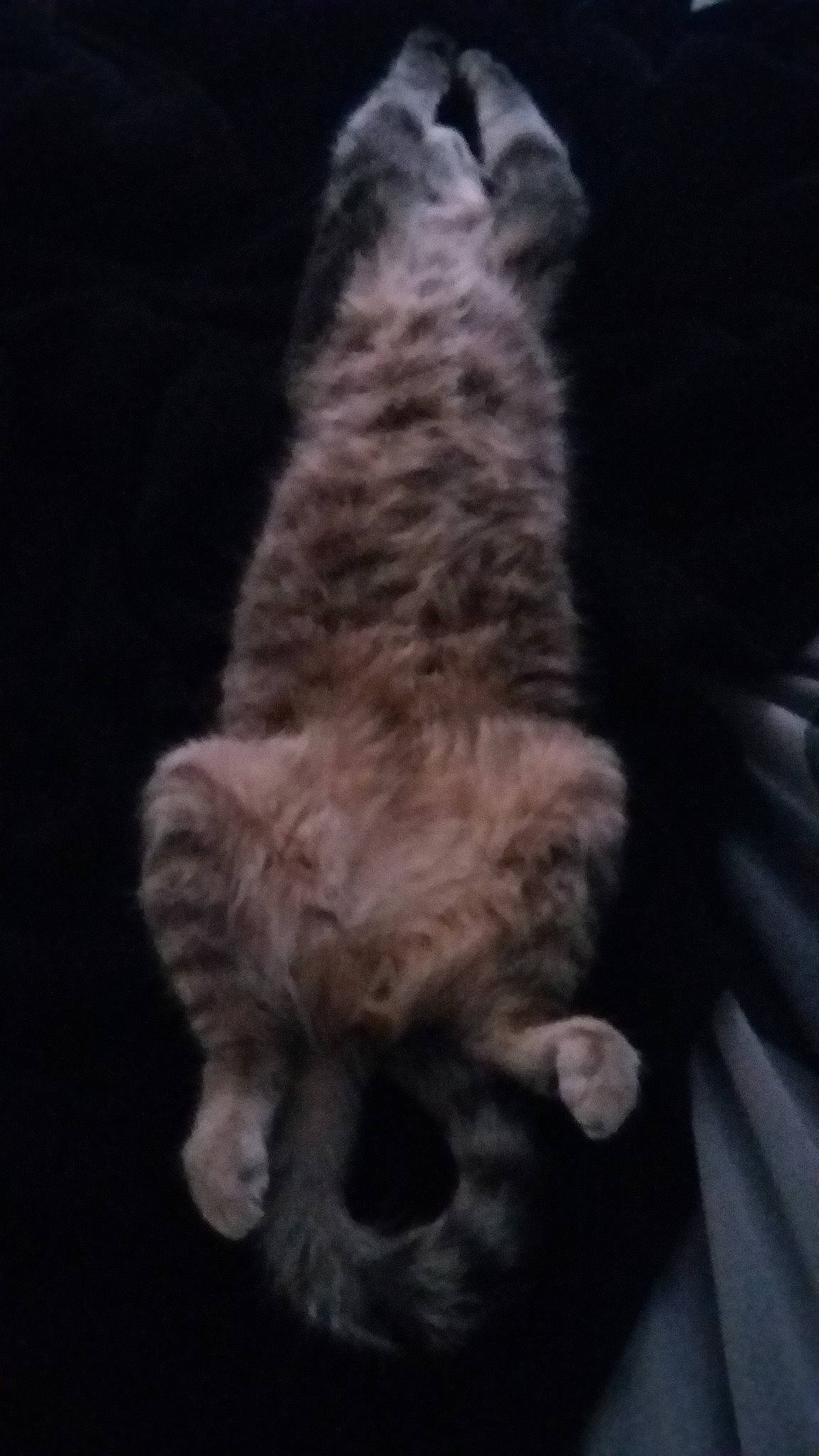 émile a rejoint le concours — aidez-le/la à gagner de superbes lots ! canidae, carnivore, cat, dog, dog_breed, felidae, fur, irish_wolfhound, kitten, mammal, puppy, schnauzer, small_to_medium_sized_cats, snout, tail, vertebrate, whiskers