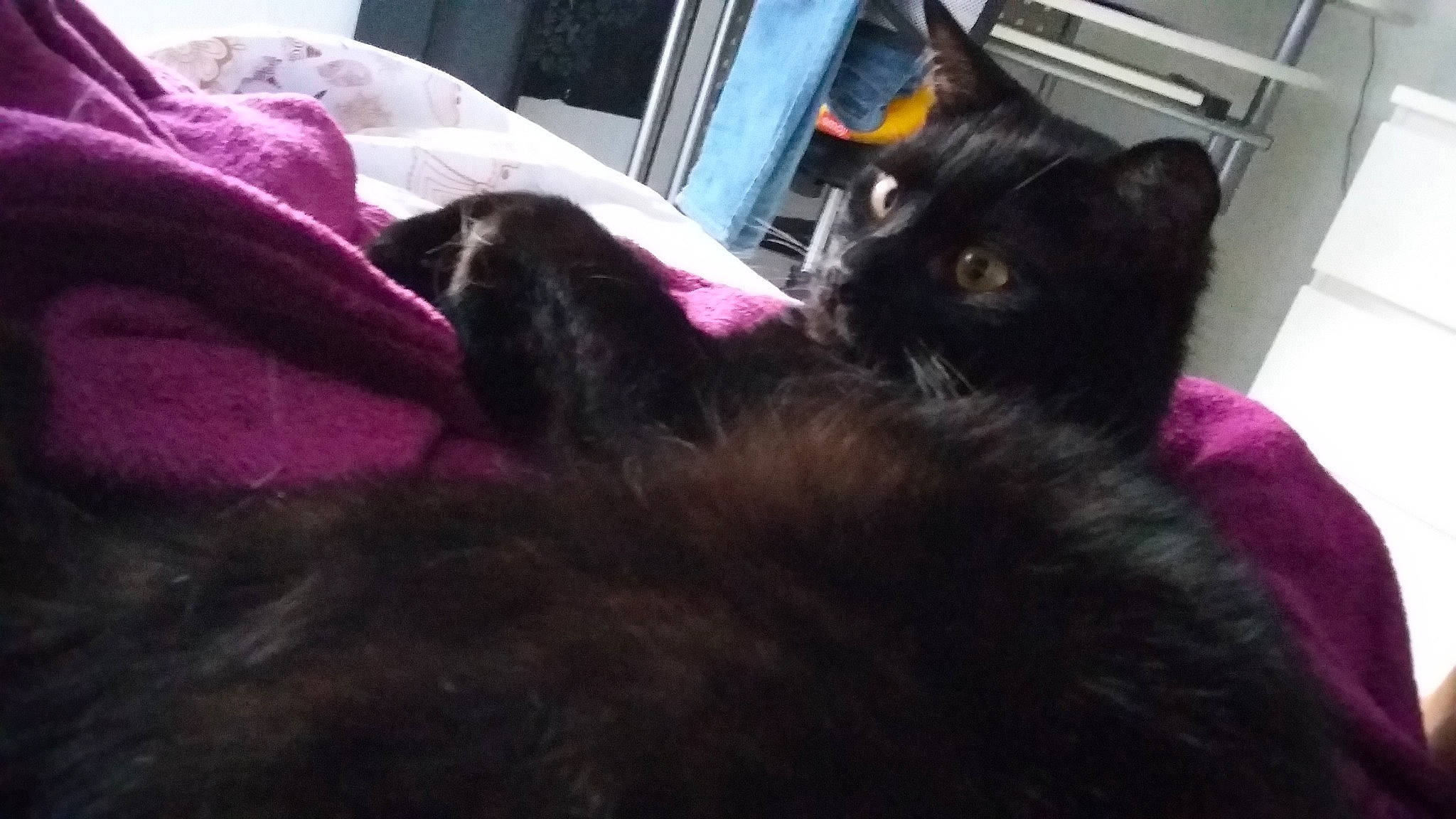 Maurice participe au concours pour gagner de l'argent avec cette photo : black_cat, black_hair, bombay, carnivore, cat, domestic_short_haired_cat, ear, felidae, fur, kitten, long_hair, mammal, nap, small_to_medium_sized_cats, whiskers