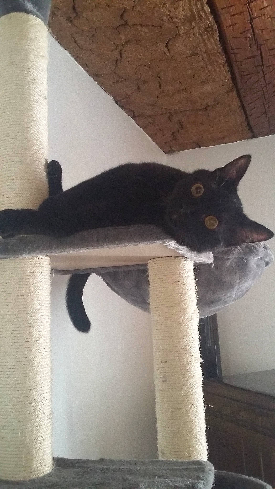 Maurice a rejoint le concours — aidez-le/la à gagner de superbes lots ! black_cat, british_shorthair, carnivore, cat, cat_furniture, domestic_short_haired_cat, felidae, russian_blue, small_to_medium_sized_cats, tail, whiskers