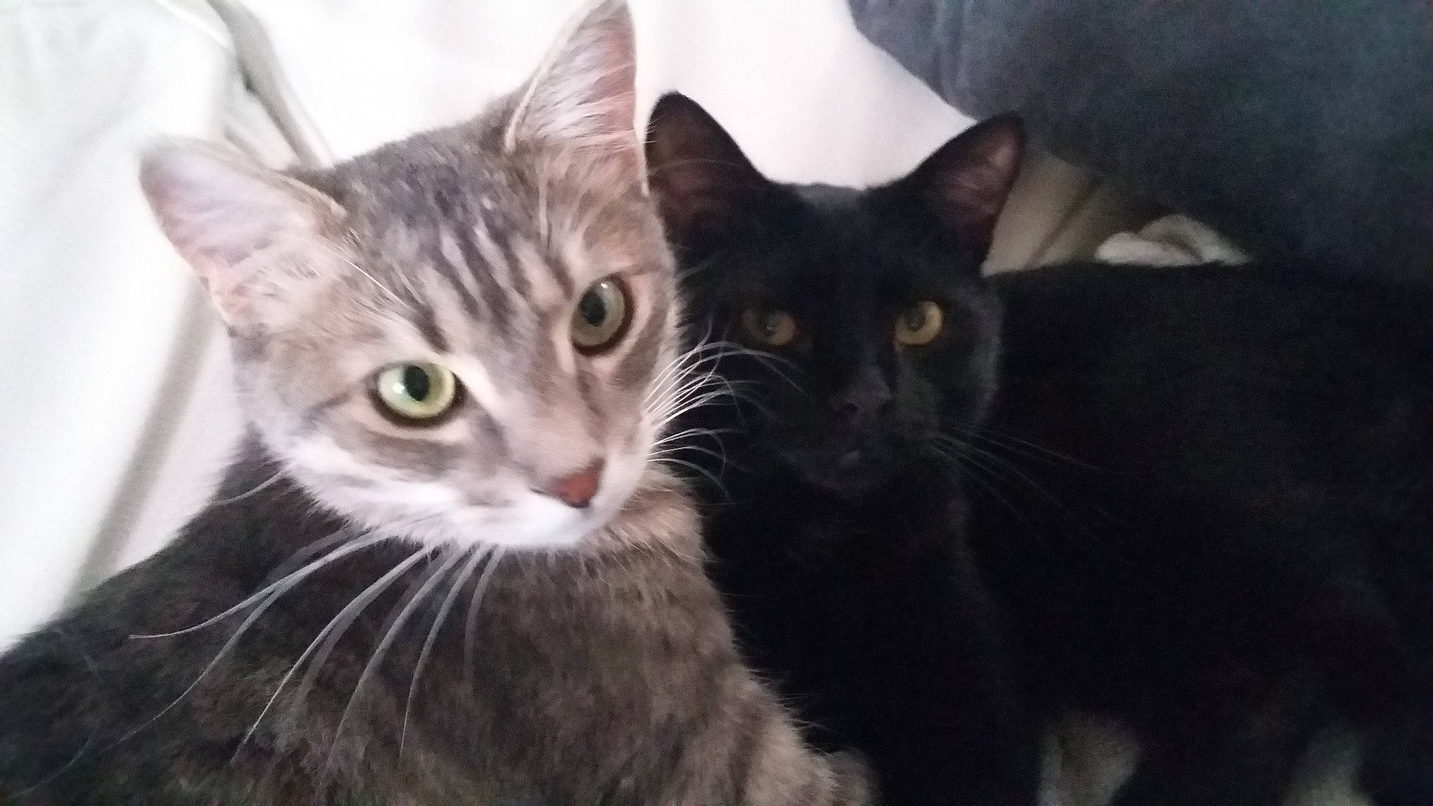 Maurice participe au concours pour gagner de l'argent avec cette photo : aegean_cat, american_wirehair, asian, black_cat, carnivore, cat, domestic_short_haired_cat, european_shorthair, felidae, german_rex, kitten, mammal, oriental_longhair, small_to_medium_sized_cats, snout, tabby_cat, vertebrate, whiskers