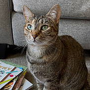 Maki joined the competition — help win amazing prizes! alert, animal, books, carpet, cat, closeup, couch, curious, domestic_cat, feline, furniture, green_eyes, indoor, pet, portrait, sitting, stack_of_books, tabby_cat, whiskers, young_cat