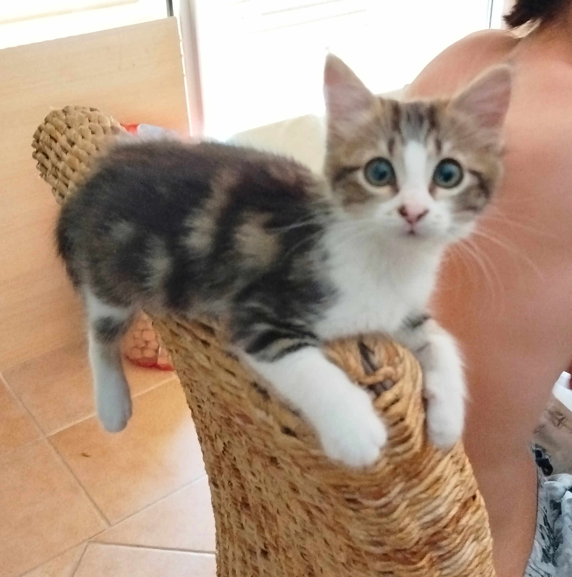 Marley a rejoint le concours — aidez-le/la à gagner de superbes lots ! kitten, cat, blue_eyes, curious, woven_chair, indoor, person, bare_skin, tile_floor, furniture, pet, animal, small, young, cute, whiskers, fur, front_paws, head, looking